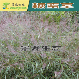 糖蜜草种子 牧草种子护坡种子 家禽饲料防沙固土草观赏草籽 