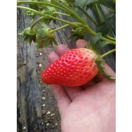 泉州草莓苗,乾纳瑞农业(在线咨询),全明星草莓苗种植基地