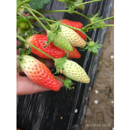 出售红颜草莓苗_草莓苗_乾纳瑞农业(多图)