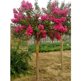 平盛苗圃绿化(图),30公分紫薇树价格,南通紫薇树