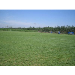 吉林人造草坪足球场