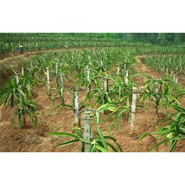 格莱欧农业设备(图)_果园灌溉喷头_广西果园灌溉