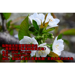樱桃树苗报价|贵州樱桃树苗|临朐樱桃苗厂家