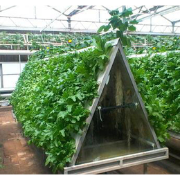 无土栽培草莓种植槽-建英农业科技-无土栽培种植槽