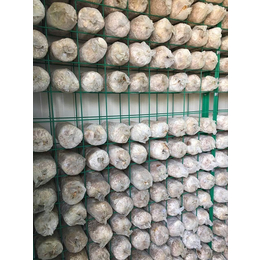 汕尾市箱房|精农科技|多元化种植蘑菇箱房
