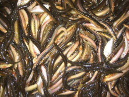 泥鳅-金兴黑斑蛙养殖-泥鳅种苗