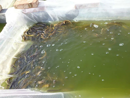 泥鳅苗-濮阳有良水产养殖-哪里有台湾泥鳅苗卖