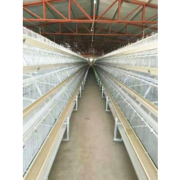 五莲蛋鸡笼规格型号、禽翔鸡笼厂、五莲蛋鸡笼