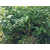 蓝丰园艺场(图),五年蓝莓苗,盘锦蓝莓苗缩略图1