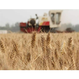 现金求购小麦-重庆求购小麦-汉光现代农业(查看)