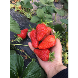 乾纳瑞农业|枣庄草莓苗|四季草莓苗哪里有卖