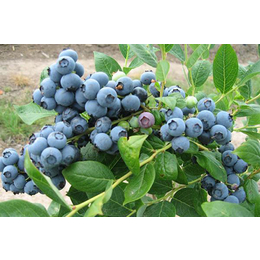 钱德勒蓝莓苗-柏源农业-钱德勒蓝莓苗批发基地