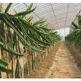 火龙果种苗价格_河北火龙果种苗_****果蔬种植基地