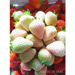咖啡草莓苗品种、辽宁草莓苗、乾纳瑞农业(多图)