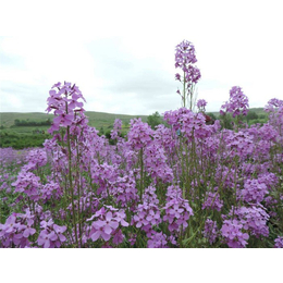 蓝香芥籽|芳青花卉苗(在线咨询)|蓝香芥