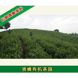 贤峰茶叶(图)|有机茶叶批发|常州有机茶叶