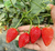 土特拉草莓苗价钱-农科草莓-吉安草莓苗缩略图1