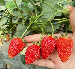 土特拉草莓苗价钱-农科草莓-吉安草莓苗