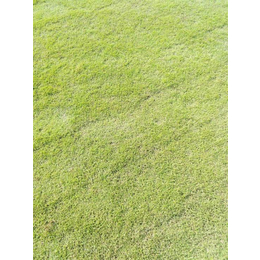 金氏苗木草皮(图)-马尼拉草坪-台州马尼拉