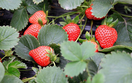 香港草莓苗-农科草莓-土特拉草莓苗培育苗圃