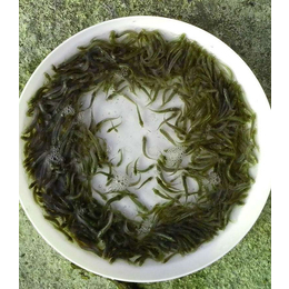 哪里有台湾泥鳅苗卖|有良水产养殖(在线咨询)|泥鳅苗