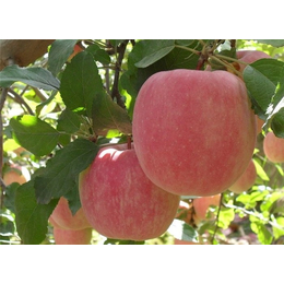 糖心苹果-河北美邦(在线咨询)-巴彦淖尔苹果