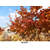 欧洲红栎图片大全-四川欧洲红栎-舜枫农林(在线咨询)缩略图1