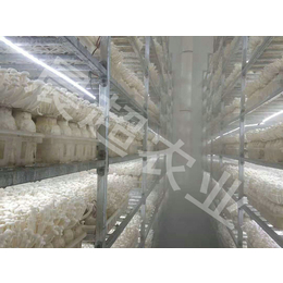 河北晨超(多图)-高温层架出菇架厂家-滁州高温层架出菇架