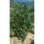 供应茶花高度2米小灌丛批发 农户自种自销绿化 缩略图4