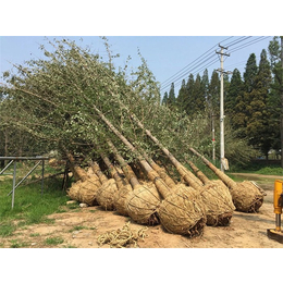 20公分银杏树大树,绿萌银杏(在线咨询),银杏