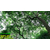 *香樟树价格,大地苗圃基地(在线咨询),香樟树缩略图1