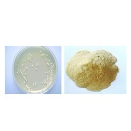 微生态制剂 活性菌产品种植养殖环境治理 纯度*格实惠
