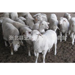 邢台羔羊育肥肉羊养殖