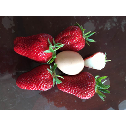乾纳瑞农业(多图),四季草莓苗哪里有卖,吉林草莓苗