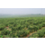 蓝莓苗木 批发,广安蓝莓苗,百色农业(查看)缩略图1