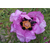 什么是紫斑牡丹|保康牡丹|河南紫斑牡丹缩略图1