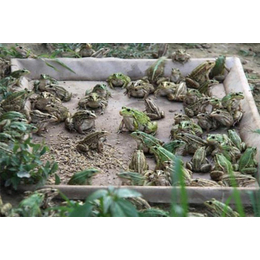 黑斑蛙-金兴养殖场规模大-黑斑蛙价格
