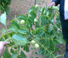 永丰种植基地广大(图)-冠核核桃苗-河南辽核1号核桃苗