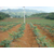 两年生蓝莓_百色农业(在线咨询)_贵州蓝莓缩略图1