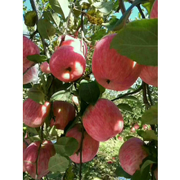 洛川苹果厂家、景盛果业、洛川苹果