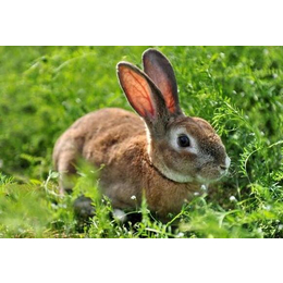 纯种野兔焦作的种兔价钱-焦作的种兔价钱- 锦腾养殖包回收养殖