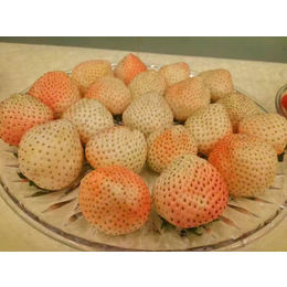 乾纳瑞农业(多图)_草莓苗价格_莱芜草莓苗
