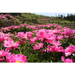 美丽的花海石林|江夏花海石林|武汉花海石林