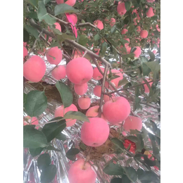 海之情农业|红富士苹果苗|红富士苹果苗价格