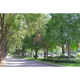 行道树、农梦达生物工程、校园行道树价格
