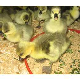 大种鸭苗价格|西彦孵化厂(在线咨询)|鸭苗