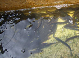 泥鳅套养技术-金兴黑斑蛙养殖(在线咨询)-泥鳅