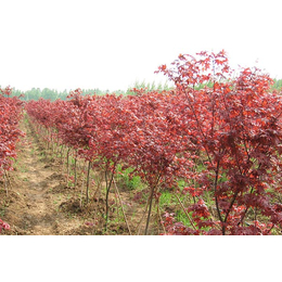 10公分红枫出售|泰安亿发园林|亳州10公分红枫