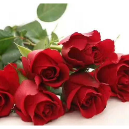 红瑞花卉(图)、新疆香槟玫瑰批发、新疆香槟玫瑰