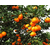 红美人柑橘苗批发、红美人柑橘苗、果友柑橘苗成活率高缩略图1